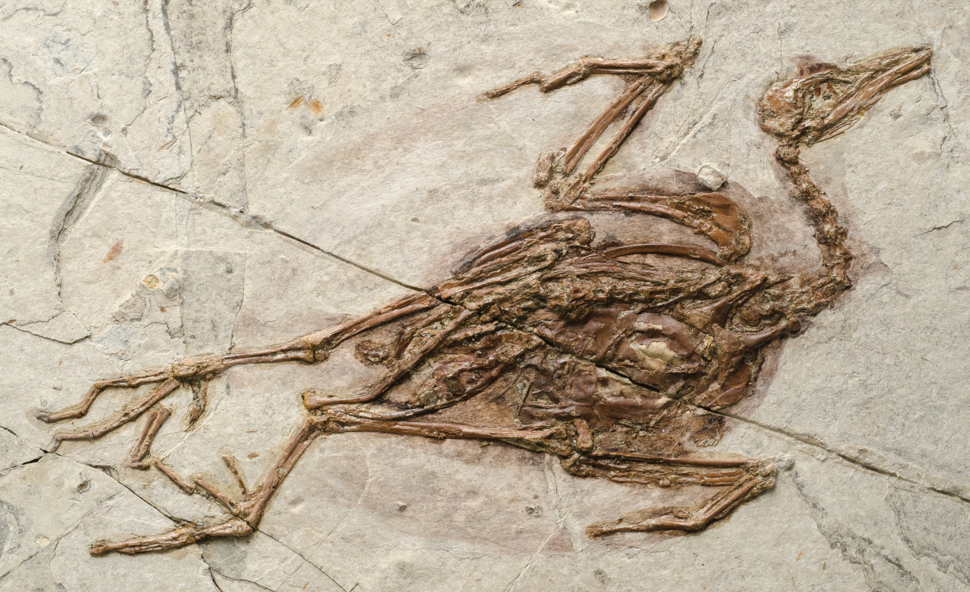 From China, A Flock Of Fossils - Science Friday