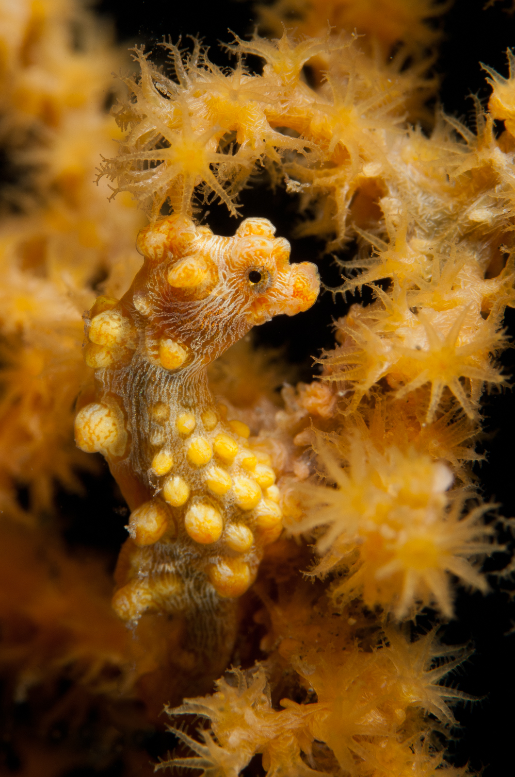 Where Do Baby Seahorses Come From? - Science Friday