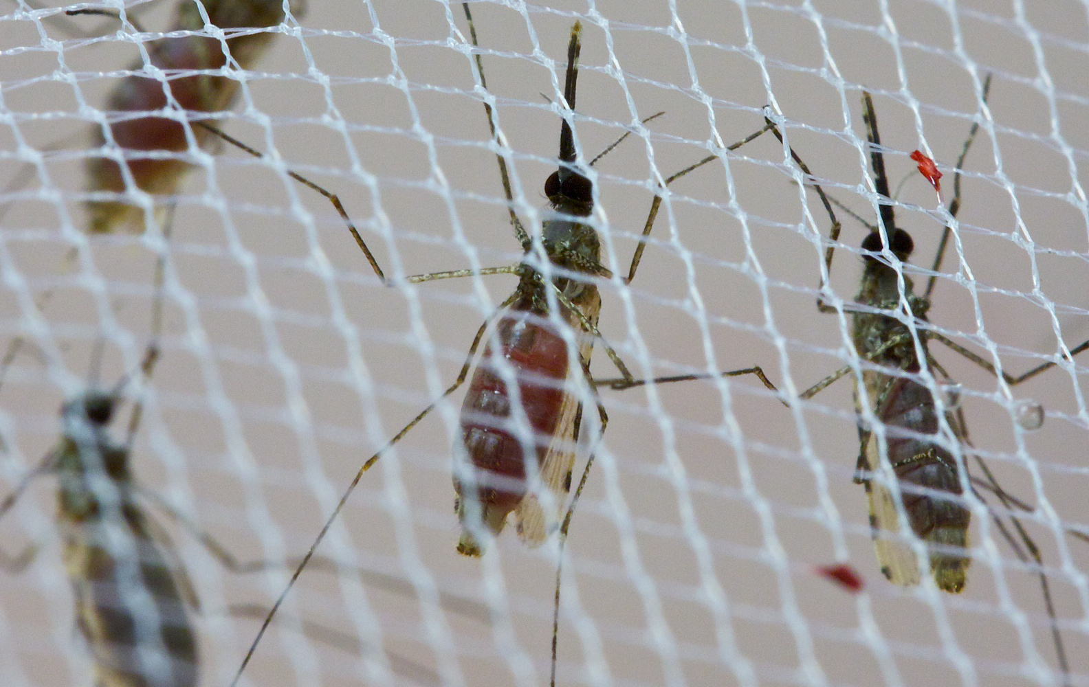 four mosquitos on the underside of a net