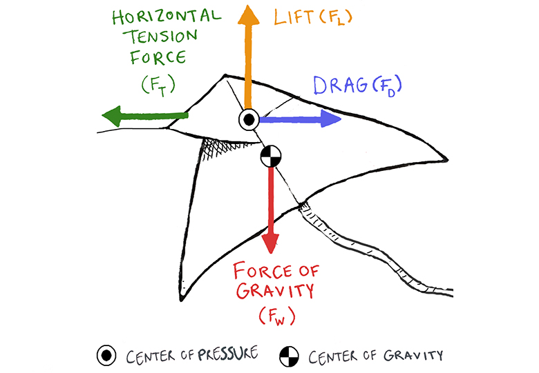 Make a Kite With Physics Science Friday