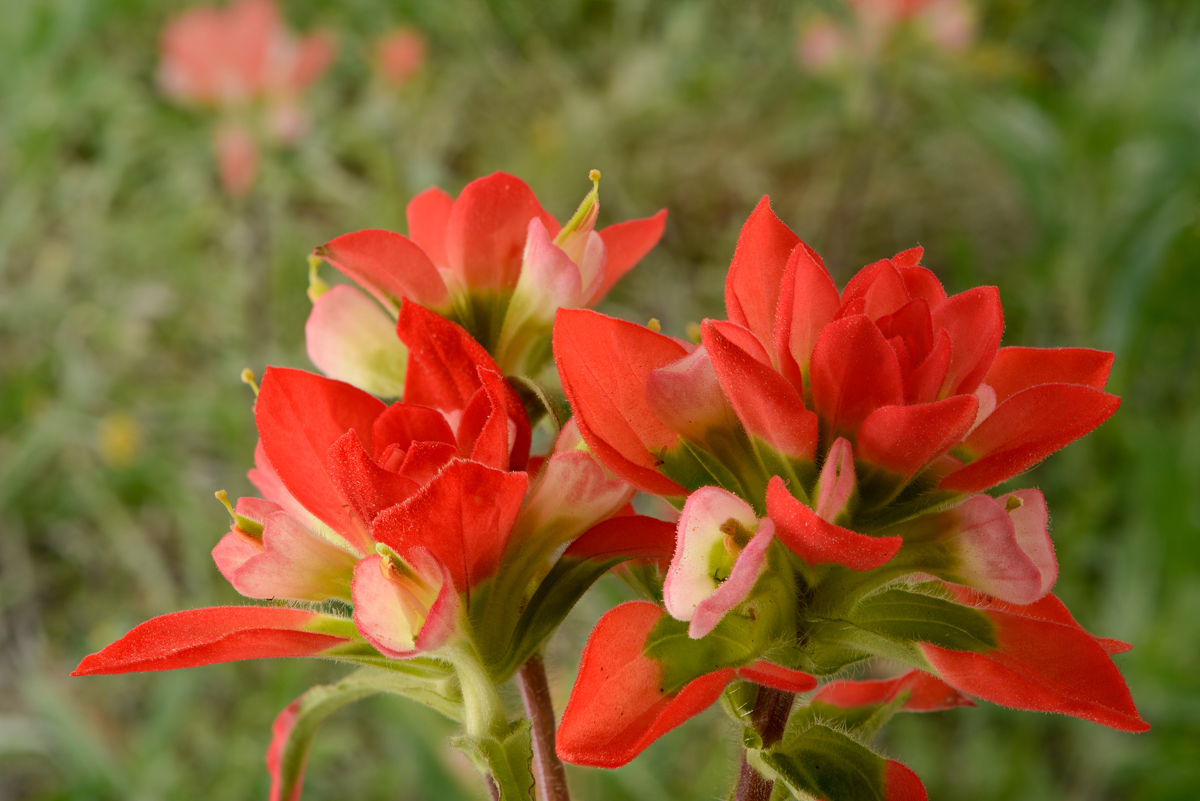 Where To Find Wildflowers? Experts Weigh In