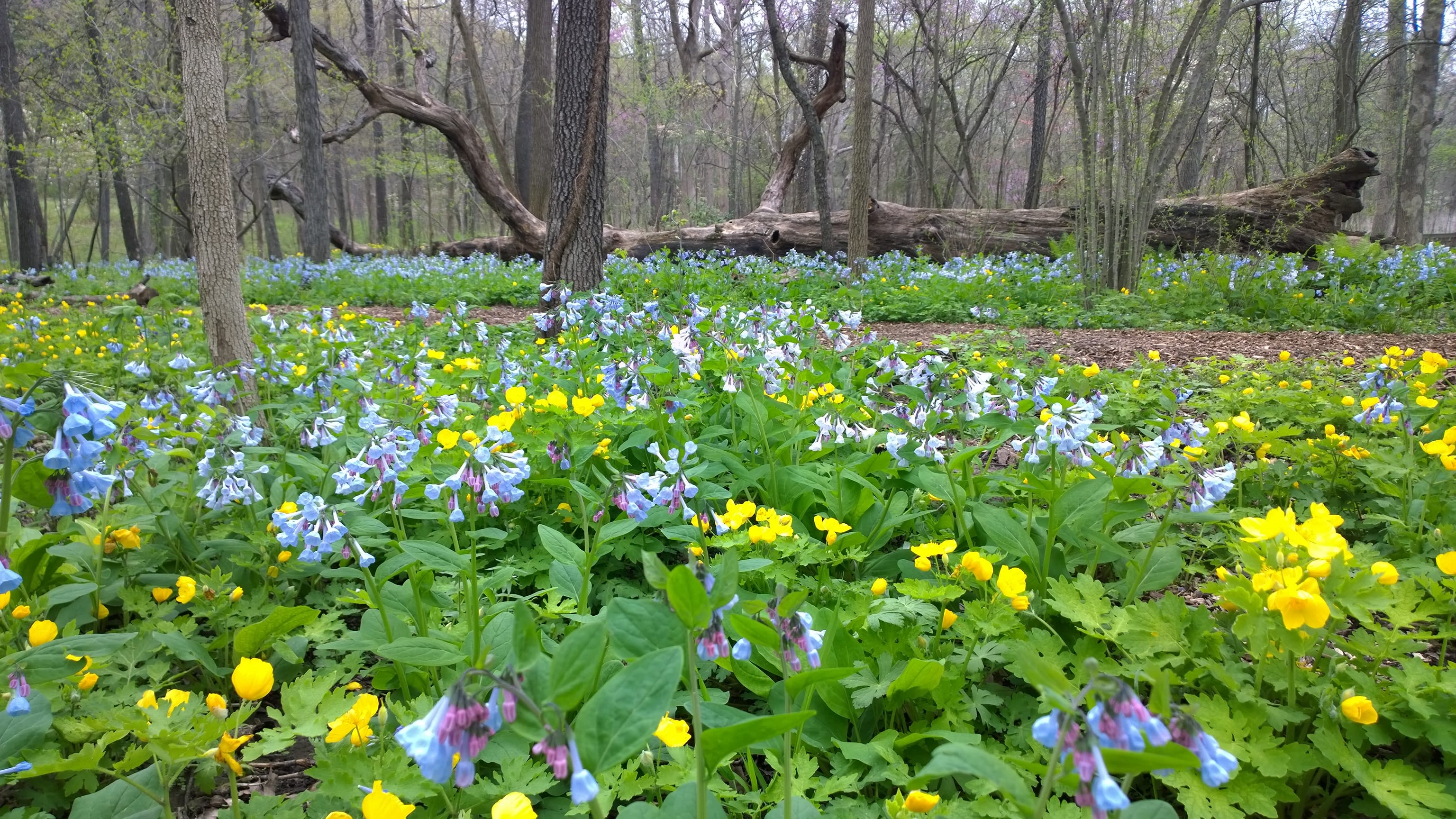 Celandine poppies and bluebells at the Missouri Botanical Garden. Credit: Scott Woodbury