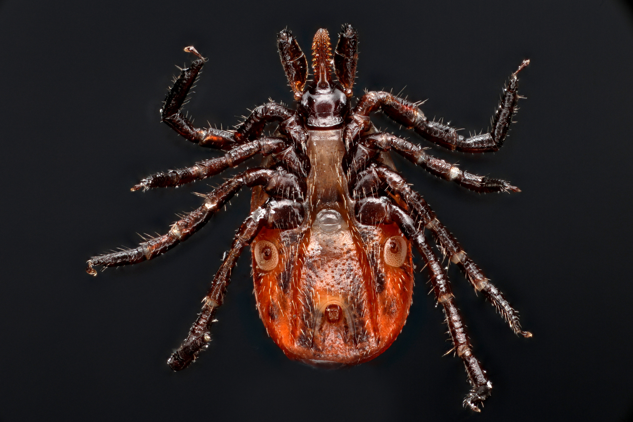 Controlling The Lyme Disease Epidemic Science Friday