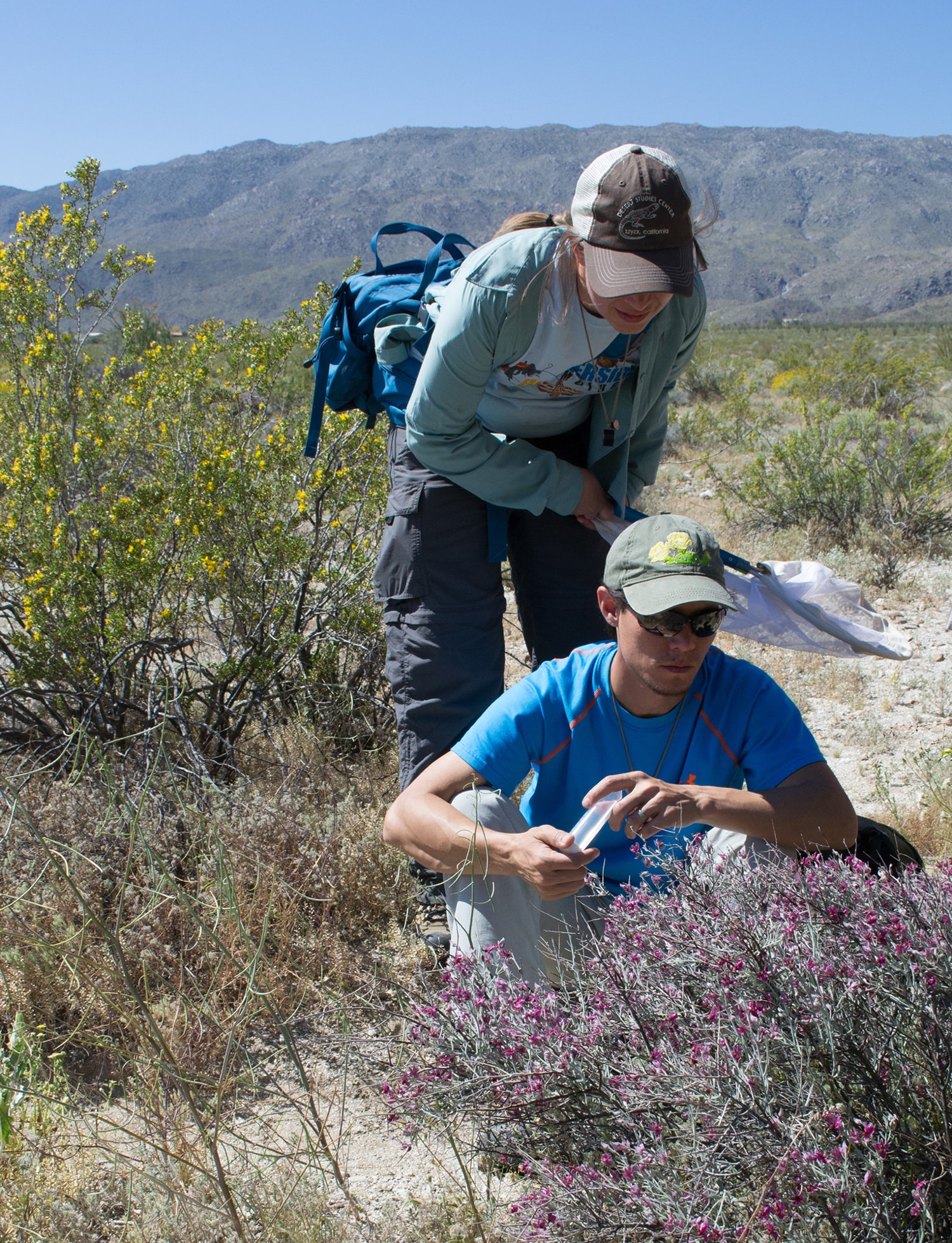 Where To Find Wildflowers? Experts Weigh In