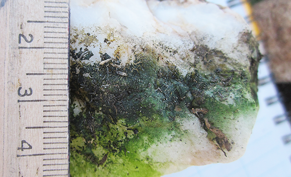 Life Under a Rock: Bacteria in Extreme Environments - Science Friday