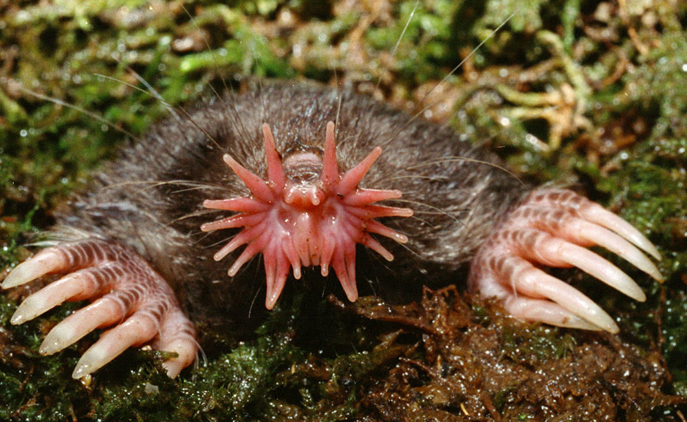 The Star-Nosed Mole Takes Adaptation To The Extreme - Science Friday
