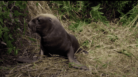 The Comeback Of The New Zealand Sea Lion Pup Science Friday The Comeback Of The New Zealand Sea Lion Pup Science Friday
