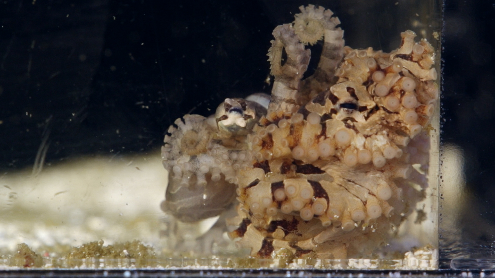 Love, Octopusly Science Friday