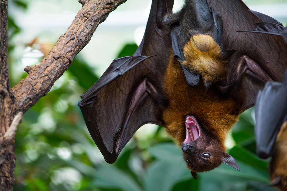 Bats Are Special—But Not In A Good Way