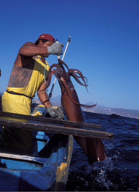A commercial fisherman catching a large Humboldt squid. Credit: Joseph Schulz