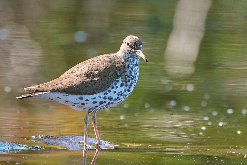 sandpiper