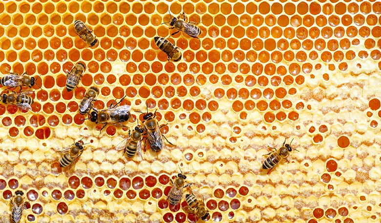 Biomimicry and Bees: What (more) can we learn from honeycombs?