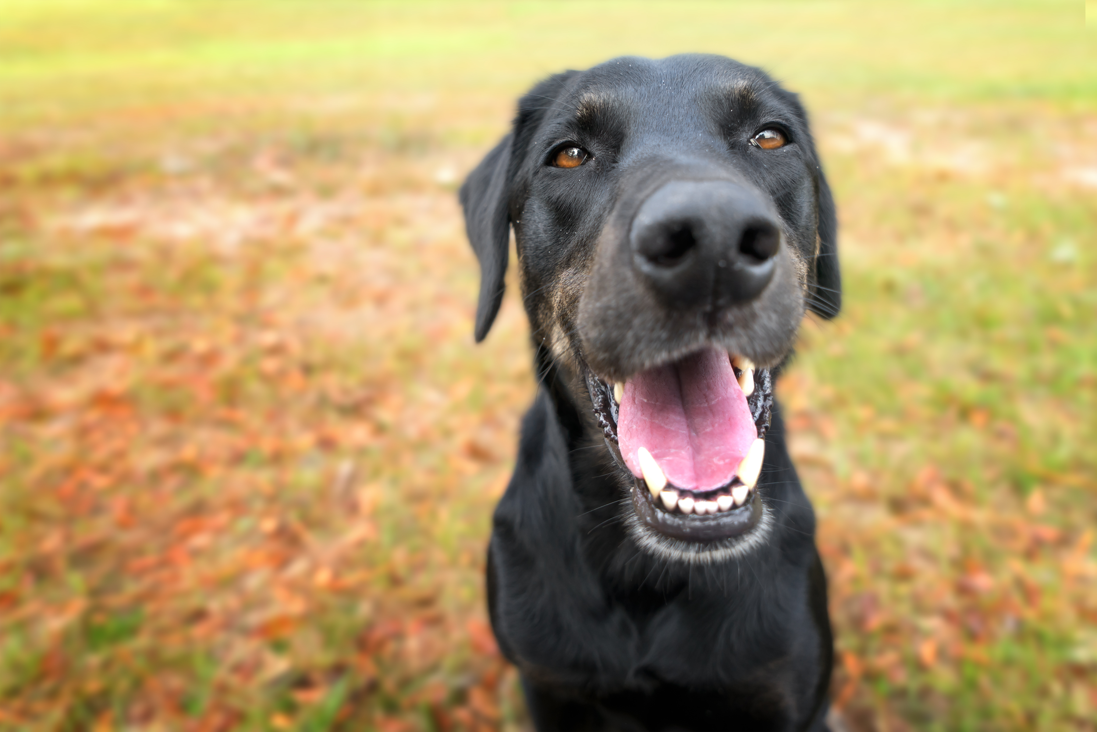 how do you cool down a dogs panting