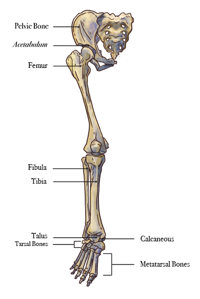 Simple Leg Bone Diagram / Skeletal System 1 The Anatomy And Physiology