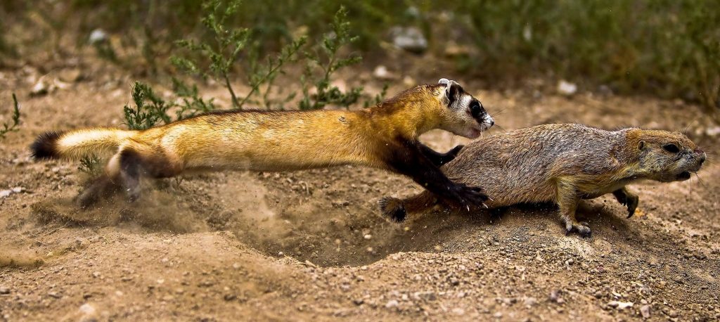The Return Of The Black-Footed Ferret