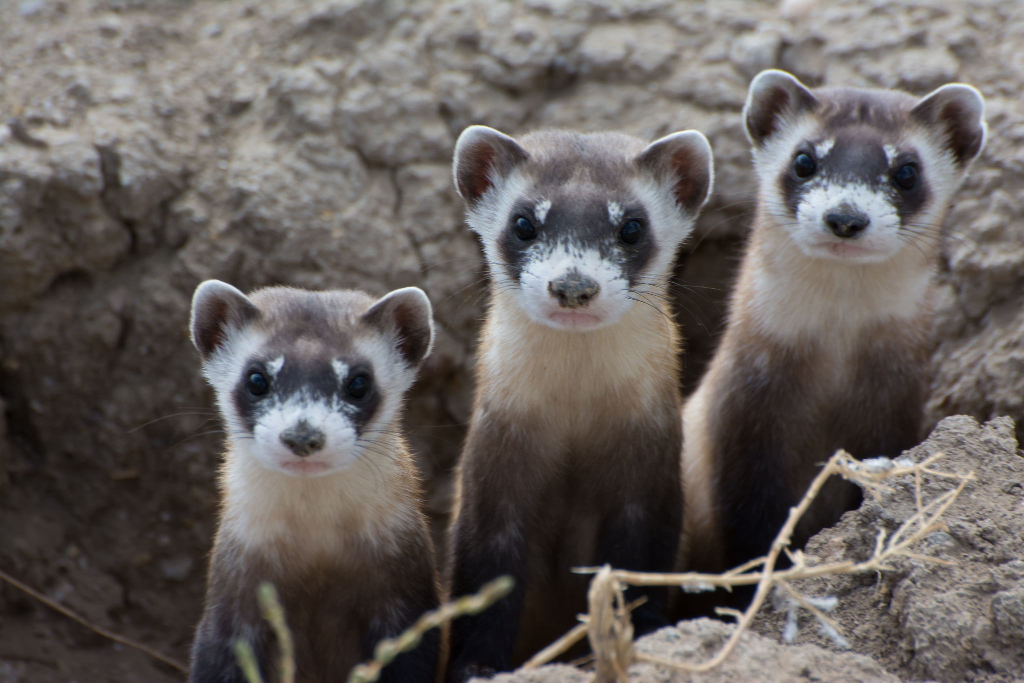 are prairie dogs invasive