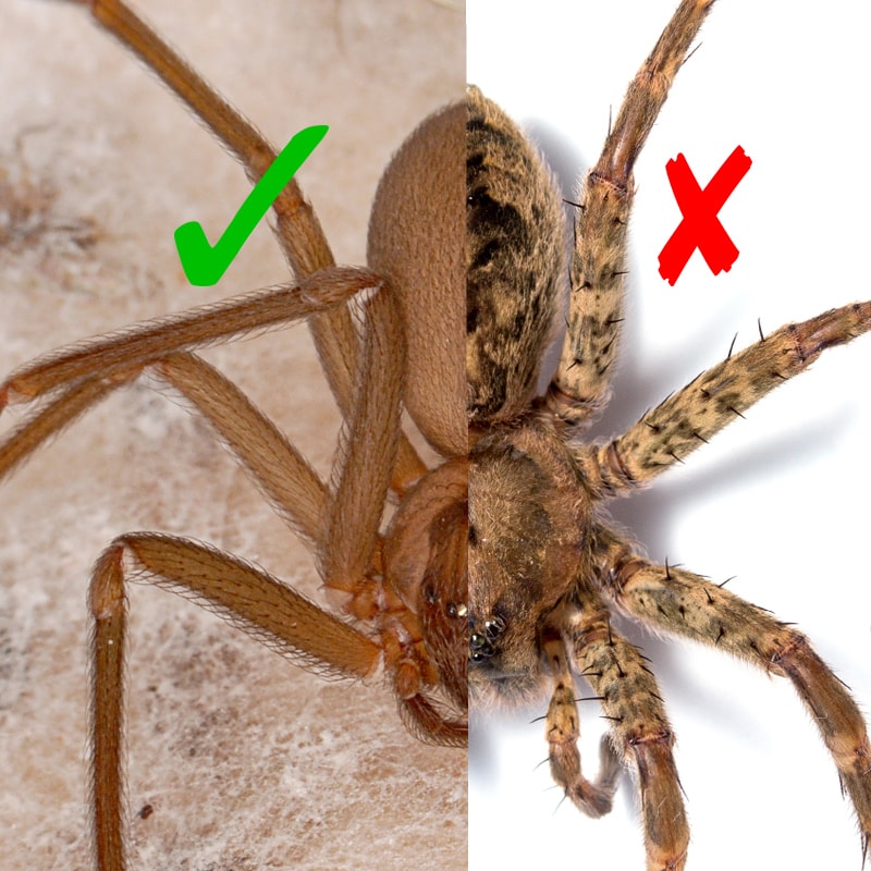 In Defense Of Spiders