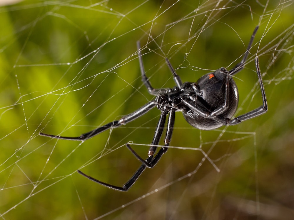 Investigating Community Food Webs: The Ecological Importance of Spiders -  Science Friday