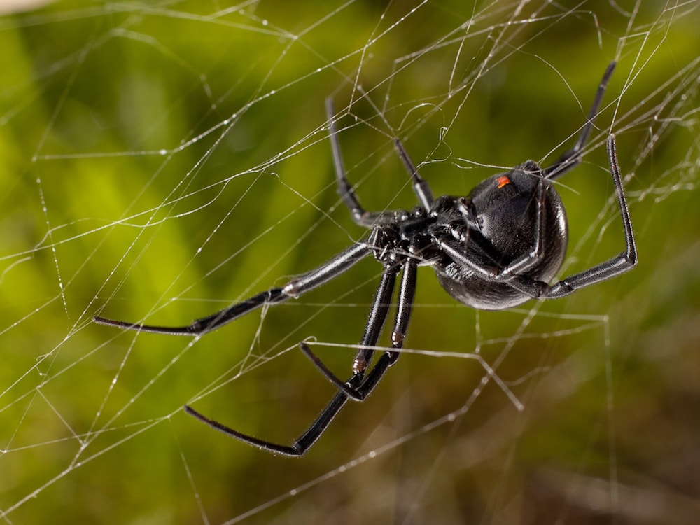 Spiders that hunt in groups synchronise their movement to catch prey