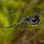 GW Researcher Explains How Seven Spiders Spin Webs of Entrapment