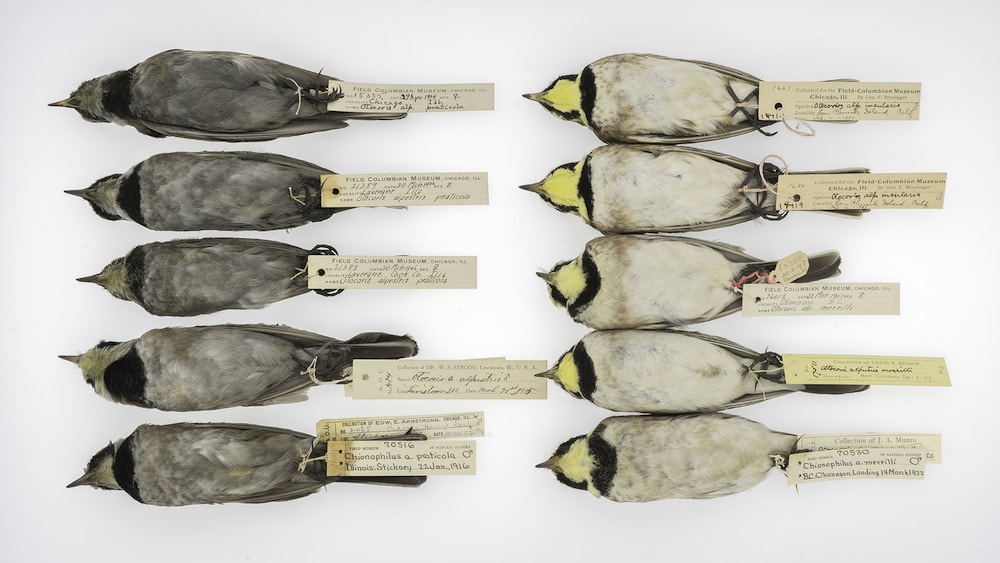 comparing soot coverage of horned larks from different centuries
