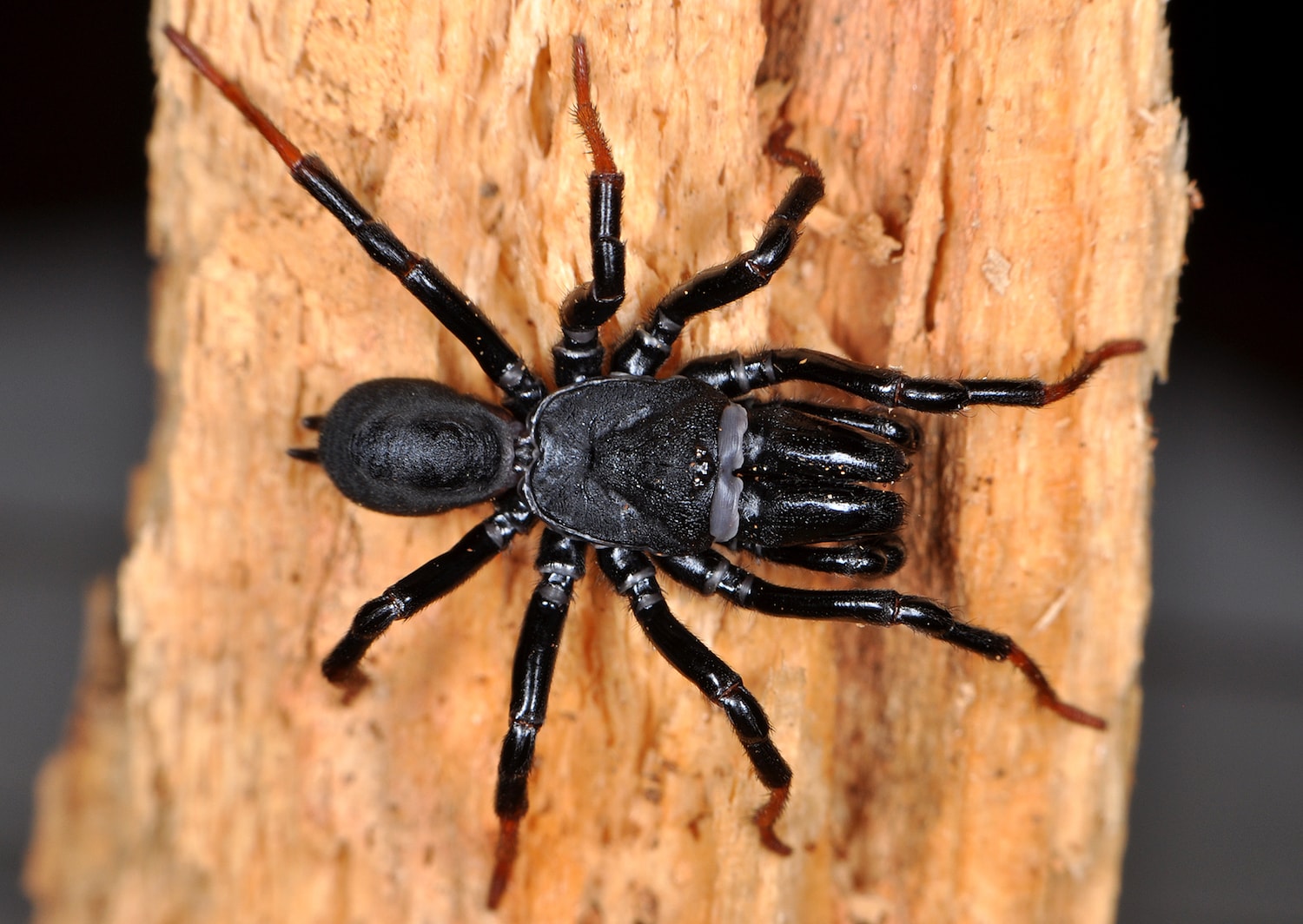 Spiders that hunt in groups synchronise their movement to catch prey