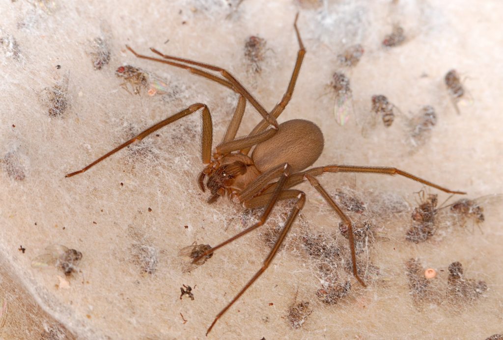 brown recluse spider