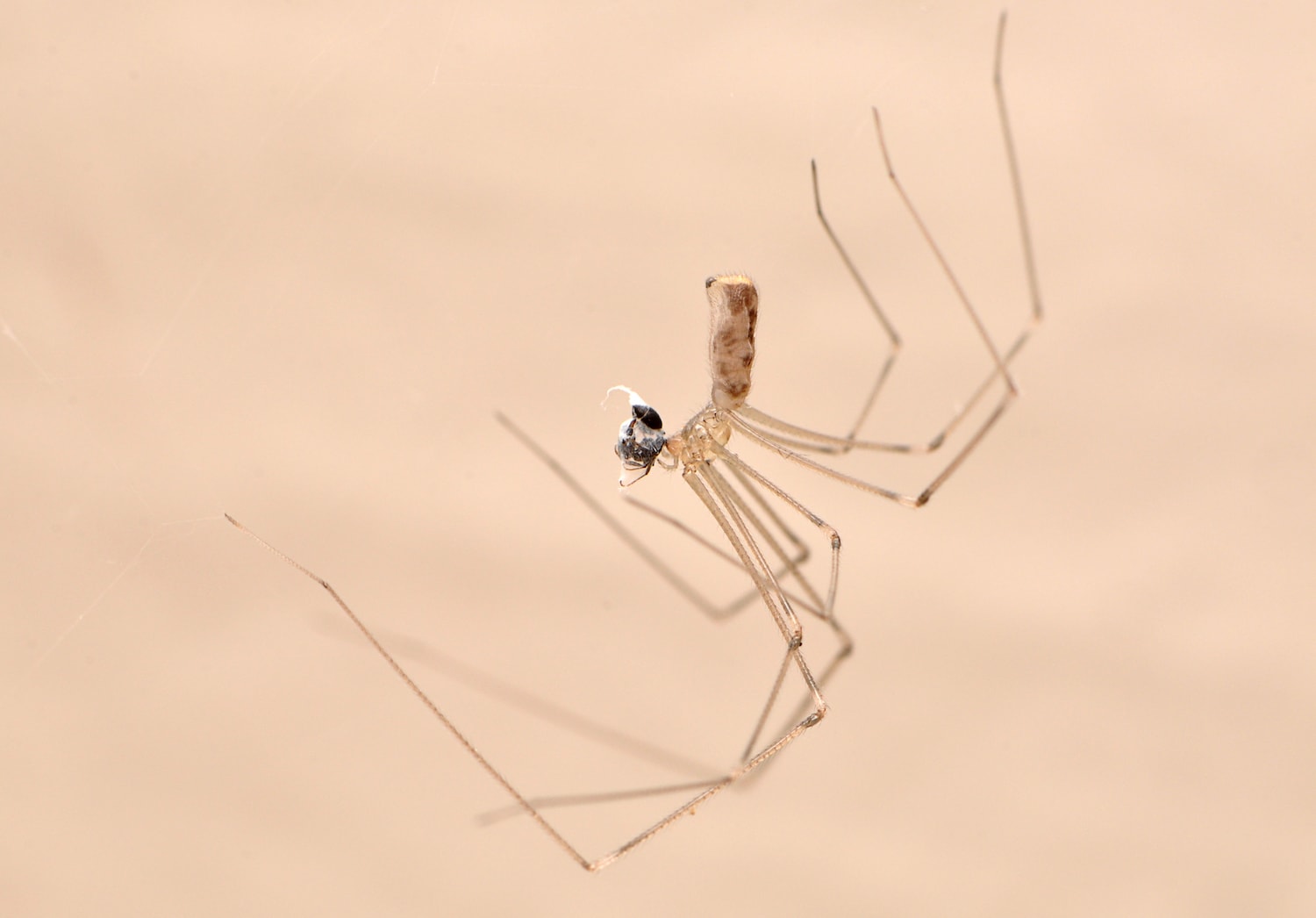 Researchers discover daddy longlegs spiders capture prey using glue