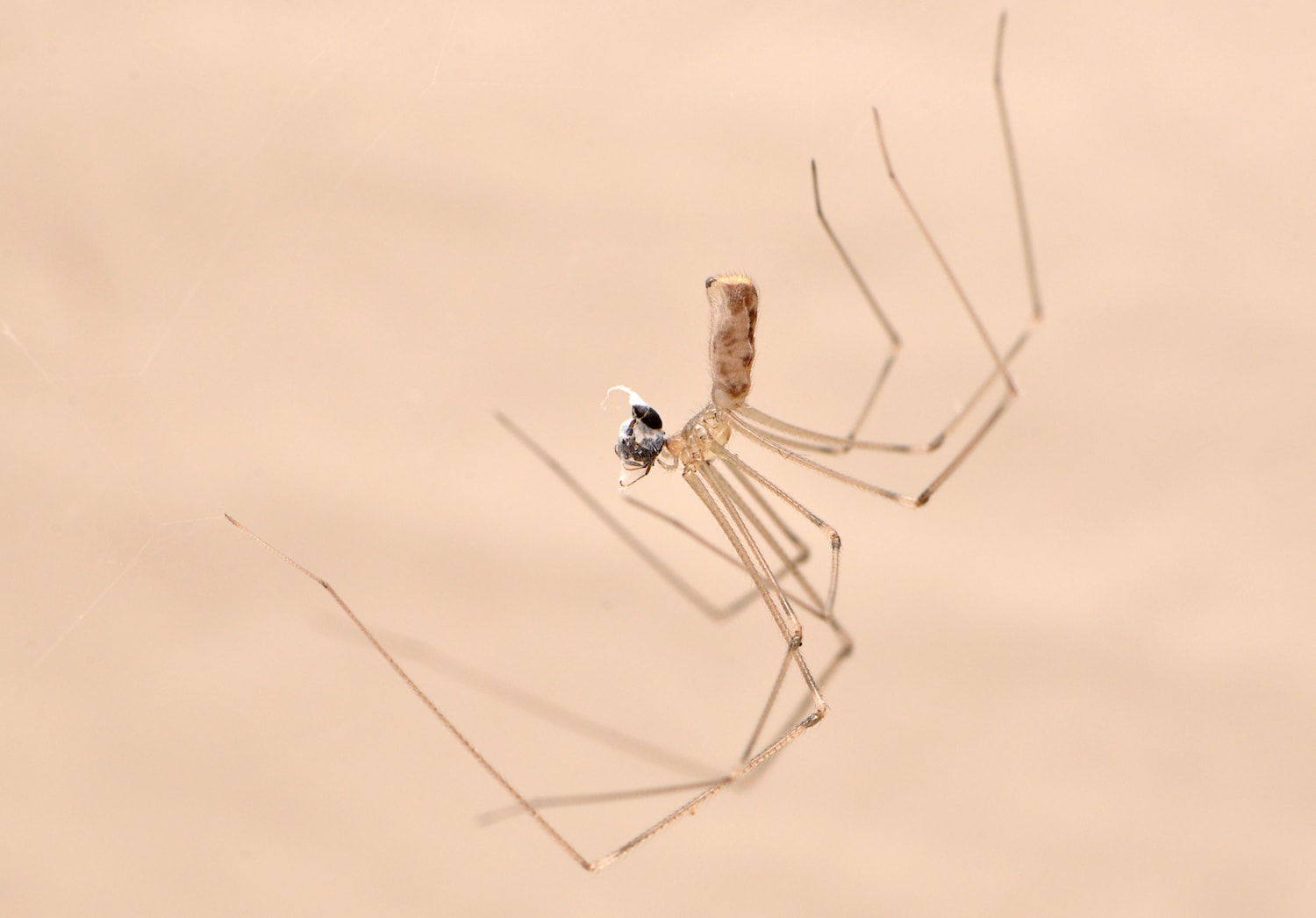 Investigating Community Food Webs: The Ecological Importance of Spiders -  Science Friday