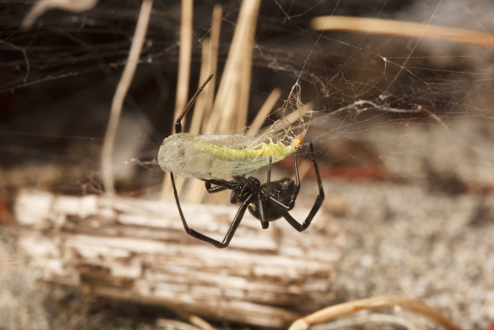 Investigating Community Food Webs: The Ecological Importance of Spiders -  Science Friday