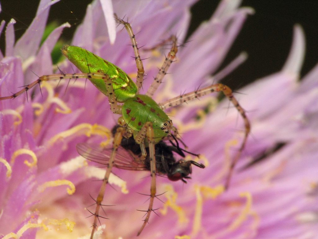 lynx spider