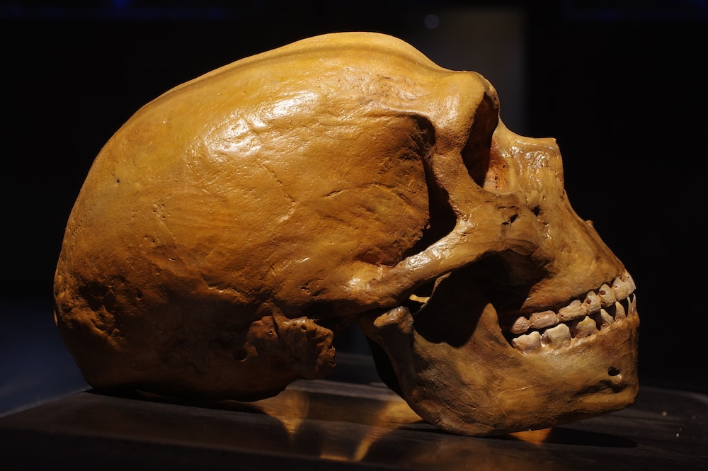 a fossilized skull on a black background