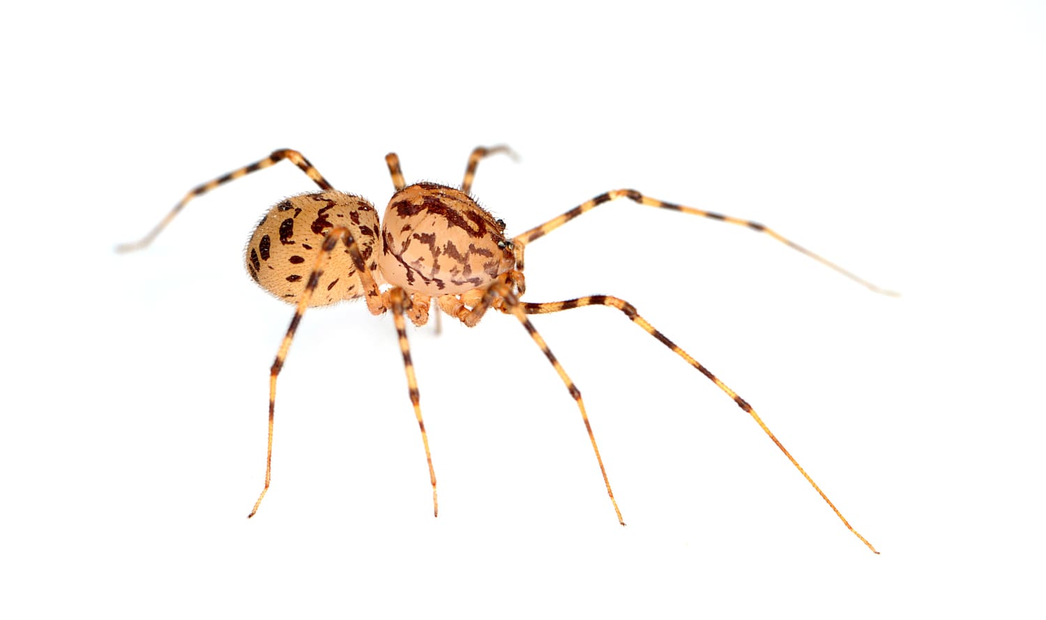 8 Facts About the Misunderstood House Spider