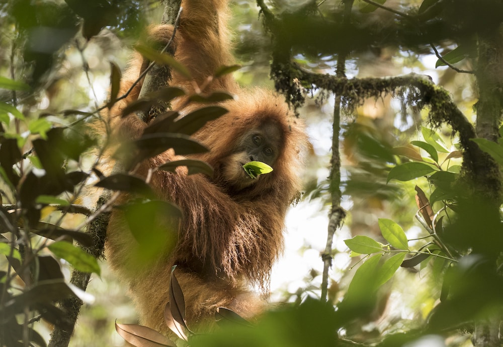 Pongo tapanuliensis