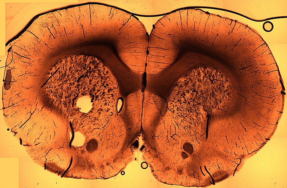 CT scan of sliced rat brain