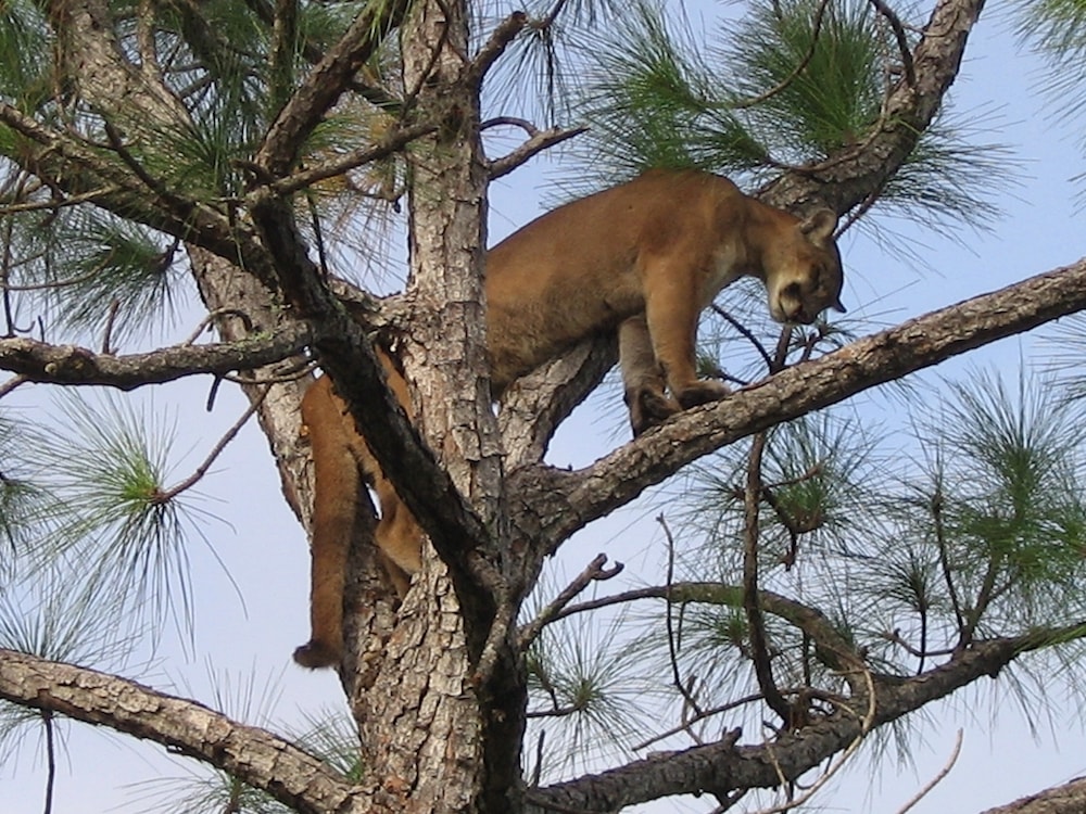 Florida panther in tree branches