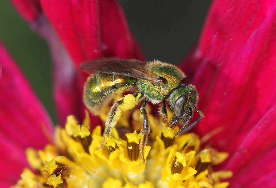 sweat bee