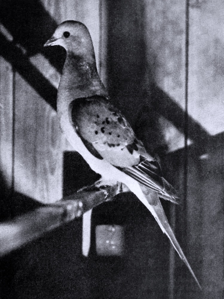 black and white image of passenger pigeon