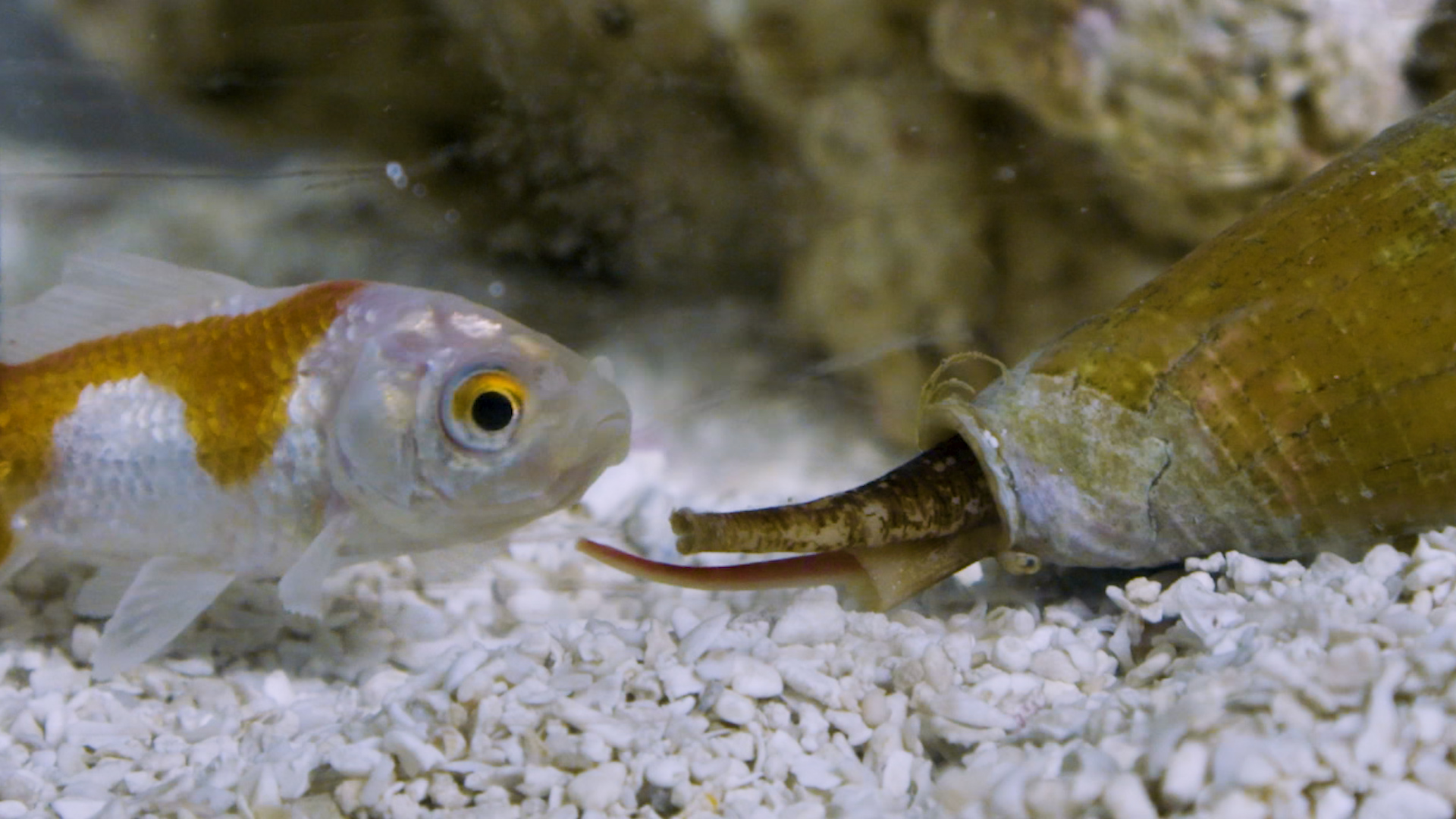 Breakthrough: The Killer Snail Chemist - Science Friday