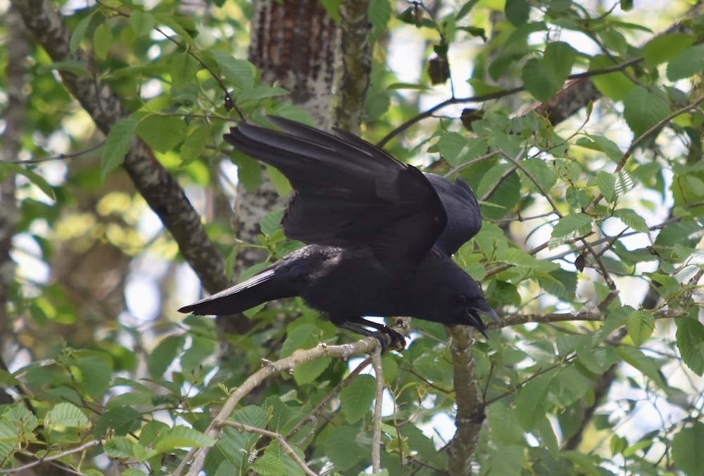 angry crow perched in tree