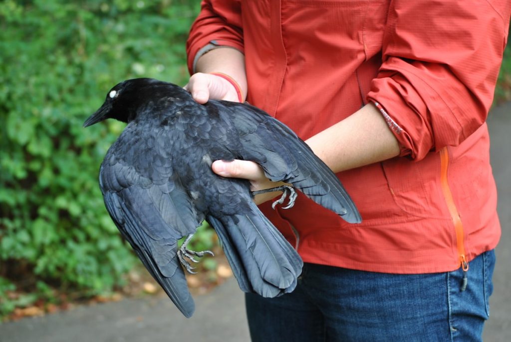 Crows Are Even Smarter Than We Thought, Air & Space Magazine