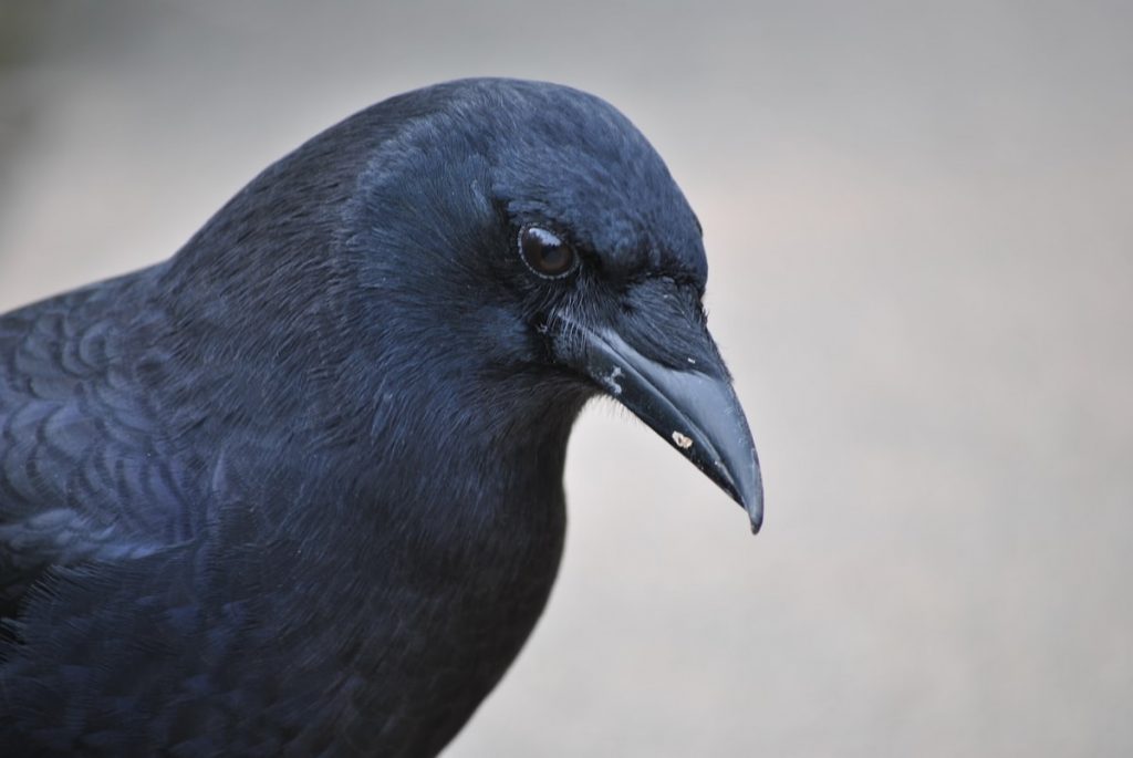 research crow