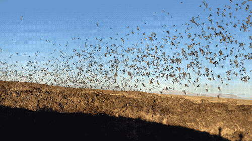 many bats flying 