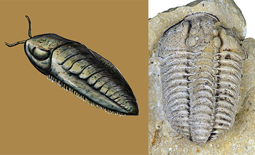 a new card game teaches you how fossils form