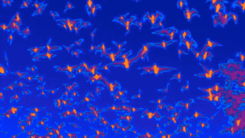 blue and orange thermal imaging view of bats flying