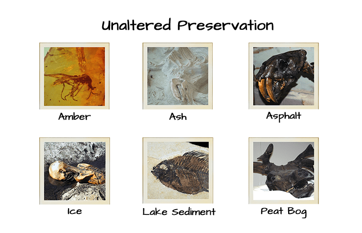 types of dinosaur fossils