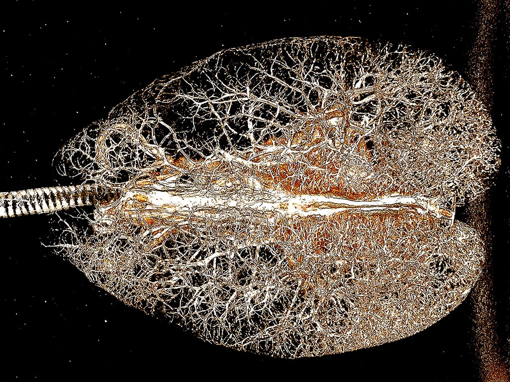 CT scan of alligator lungs