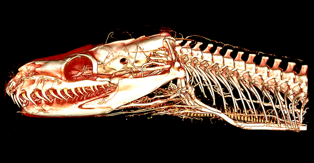 CT scan of a ball python head