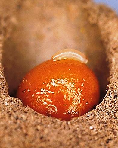 a orange, brown ball with a white bee larvae on top