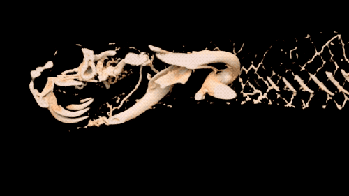 GIF of CT scan of mojave rattlesnake